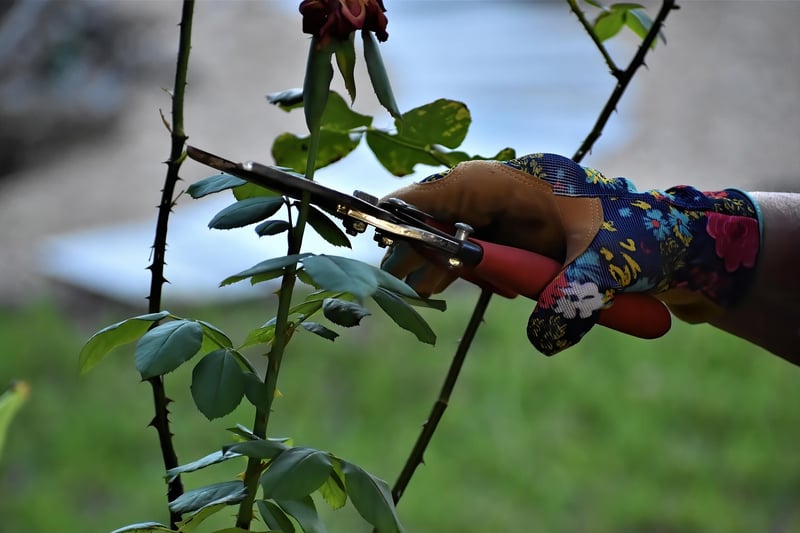Enchanted Pruners