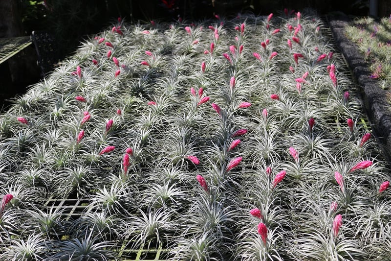 Air Plant